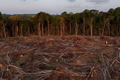 Amazon’dan Asya’ya: Ormansızlaşma ölüm getiriyor