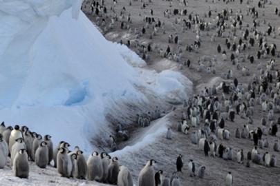 Antarktika’daki İmparator Penguen Nüfusu 15 Yılda Yüzde 22 Azaldı
