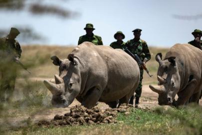 Bu hayvanlardan sadece iki tane var: 24 saat silahlı koruma