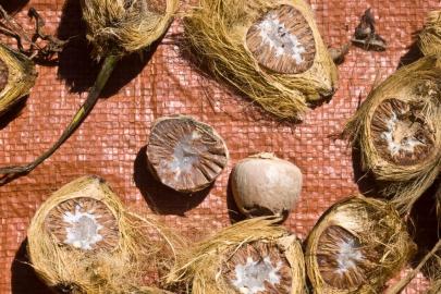 Doğal ilaç görevi görüyor: Vücuttaki zehri temizliyormuş