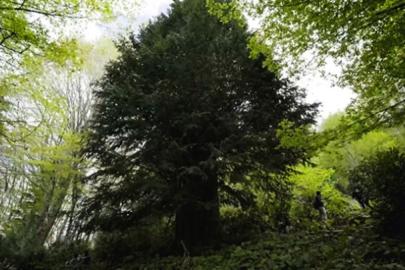 Dünyadaki en yaşlı 5 ağaçtan biri Türkiye'de