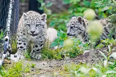 İngiltere’de doğan nadir kar leoparı yavrusu ilk adımlarını attı