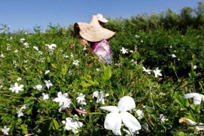 Küresel ısınma yaseminleri de vurdu