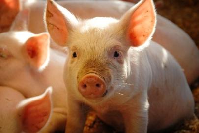 Tıp tarihinde bir ilk: Domuz akciğeri insana nakledildi