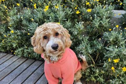 İtalya’da Köpeklere ‘Turist Vergisi’ Tartışması: “Tam Bir Delilik”