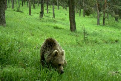 Japonya'da belediyeler, acil durumlarda vahşi hayvanların vurulmasına izin verebilecek