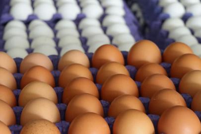 Türkiye’nin ABD’ye Yumurta İhracatı %406 Arttı