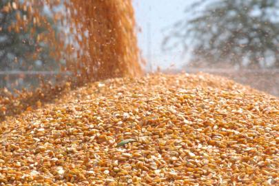 Zimbabve Mısır İthalatını Yasakladı