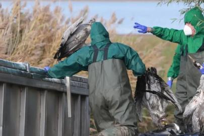 Almanya’da kuş gribi alarmı! 180 binden fazla kümes hayvanı itlaf edildi