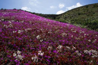Atacama Çölü kış yağmurlarıyla renklendi: Şili çölü çiçek bahçesine döndü