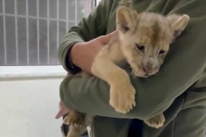 Tuzla’da yasa dışı yolla getirilen Afrika aslanı yavrusuna el konuldu