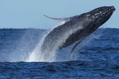 Balinalar iklim değişimine nasıl uyum sağlıyor?