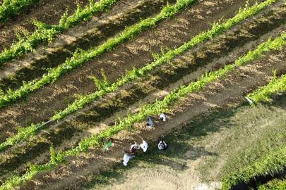 İstihbarattan uyarı: Biyoçeşitlilik kaybı İngiltere'nin milli güvenliğini tehdit ediyor