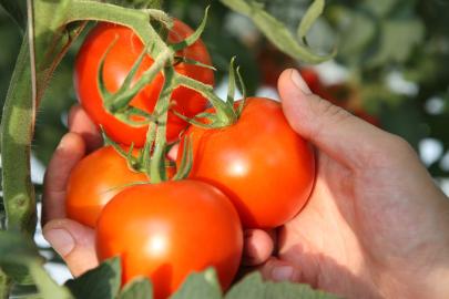 Ankara Domatesi Uluslararası Arena da İddialı: Dünyanın En İyi Domatesleri Arasında Yer Almaya Hazır