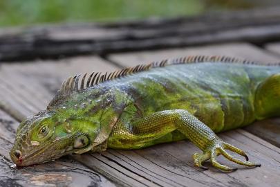 Soğuk dalgası Florida’yı vurdu: İguanalar ağaçlardan düşüyor